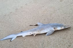 Учени тестваха акули край бреговете на Бразилия и като излязоха резултатите, изпаднаха в шок СНИМКА