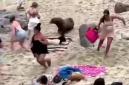 Морски лъвове се появиха на плаж и прогониха хората ВИДЕО