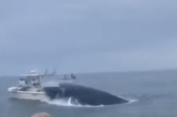 Страховито ВИДЕО! Огромен кит обръща лодка с хора в нея