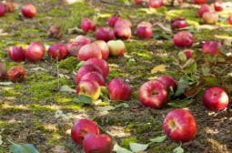 Урок по градинарство: Ето защо ябълките и крушите падат през юли!