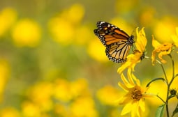Откритие за пеперудите преобръща тотално науката!