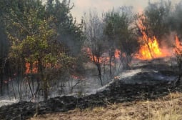 Локализираха пожара край Панагюрище