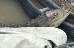 Пълен шок! Откриха крокодил в дупка в Софийско СНИМКИ