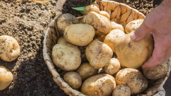 Тайната е разкрита: За богата реколта от картофи направете това!