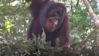 Уникално: Заснеха орангутан да лекува сам рана с компрес от растение ВИДЕО