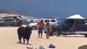 ВИДЕО 18+ запечата как бик нападна туристка на плаж