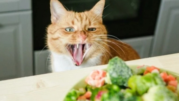 Мъж измисли как да се попречи на котките да отмъкват храна в кухнята ВИДЕО