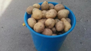 Безценен трик за бързо белене на картофи без нож