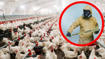 Ужасът се повтаря: Убиват над 500 000 животни заради птичи грип!