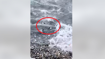 Паника! Опасни чудовища нападат плувци в морето край любим на българите гръцки остров 