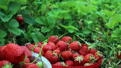 Трагедия с българските ягоди, производители стенат от мъка