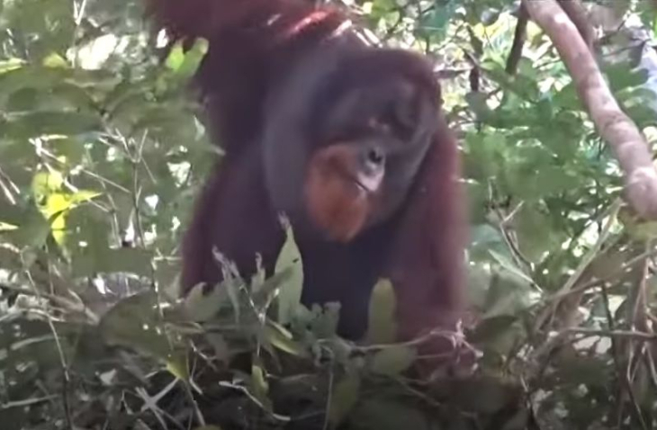 Уникално: Заснеха орангутан да лекува сам рана с компрес от растение ВИДЕО