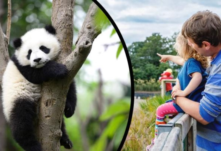 Шашма! Посетители на зоопарк си платиха да гледат панди, но останаха изненадани от гледката ВИДЕО