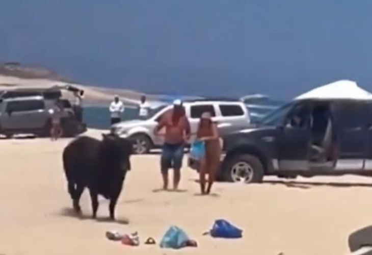 ВИДЕО 18+ запечата как бик нападна туристка на плаж