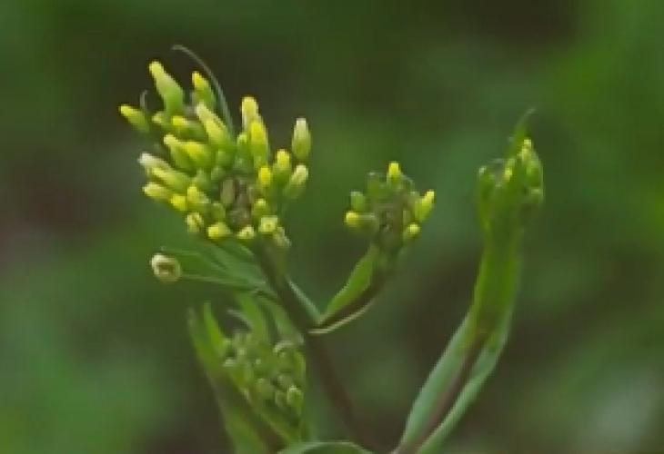Що е камелина? В България има 10 дка с необичайното растение ВИДЕО