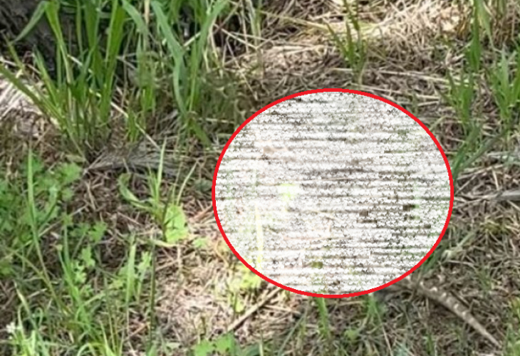 Смъртоносна твар пропълзя на сантиметри от мъж в парк в Благоевград СНИМКИ
