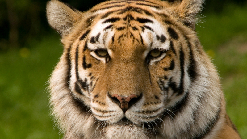Канадец убит от собствения си тигър