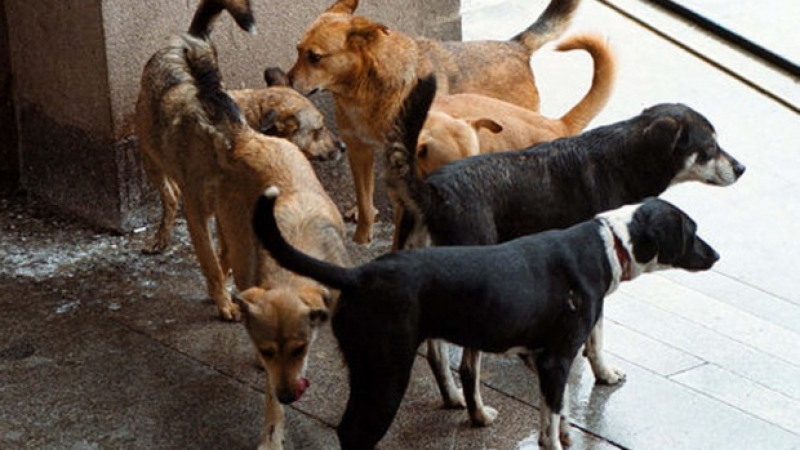 Глутница кучета нахапа младеж в центъра на София