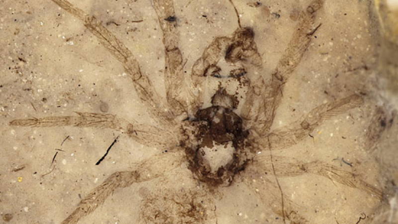 Откриха паяк на 165 млн. години