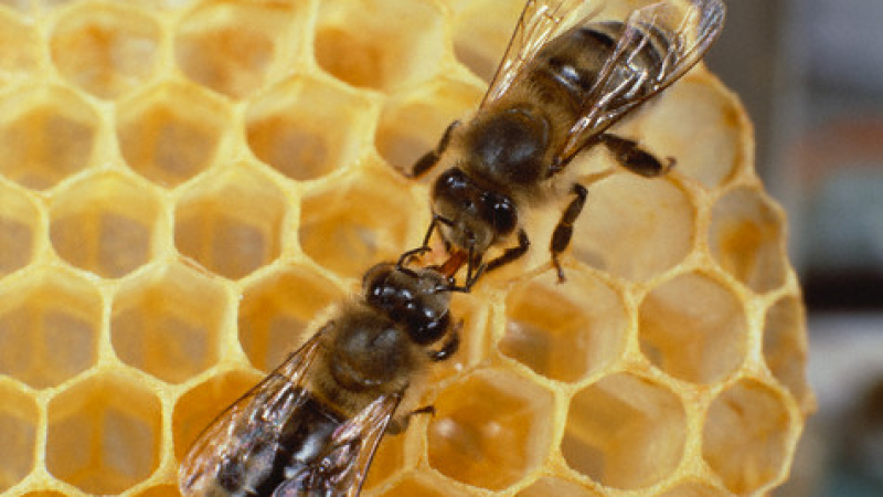 Пчелният подмор е отлично лекарство срещу куп болести