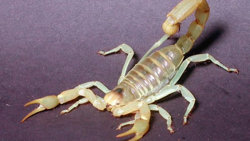 Създават морфини от отрова на скорпион