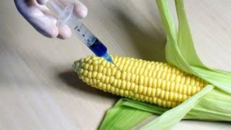 Нона Караджова: Правителството е готово с лабораторията за ГМО  