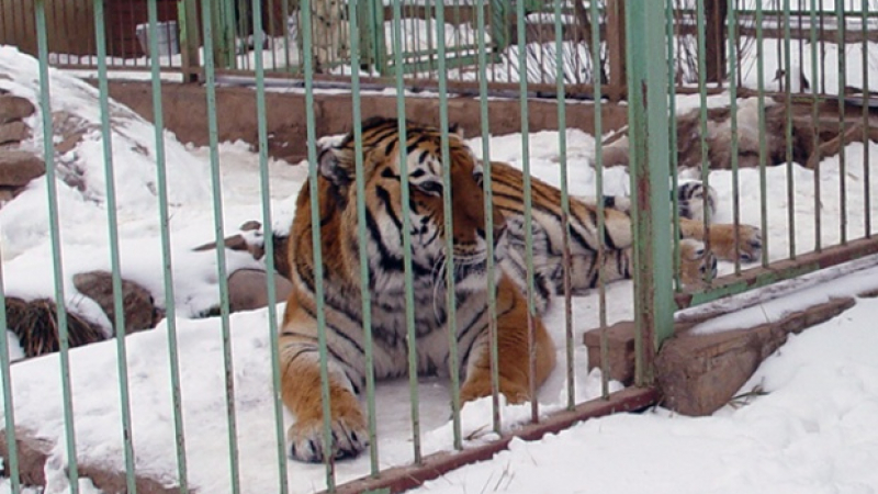 Тигърът Мартин е вече в благоевградския зоопарк