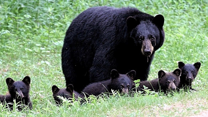 Изтезават 20 000 мечки за жлъчен сок