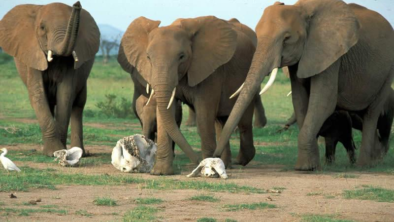 Слонове опустошиха село в Ангола, над 4 хил. души прокудени