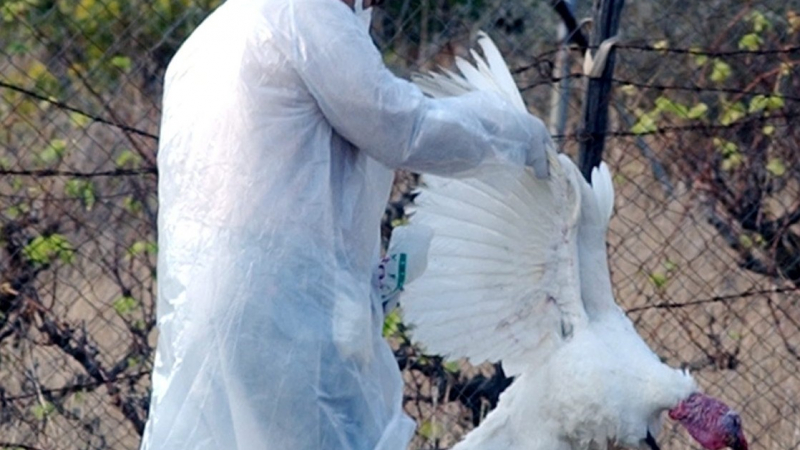 Птичи грип в Румъния - засилваме контрола