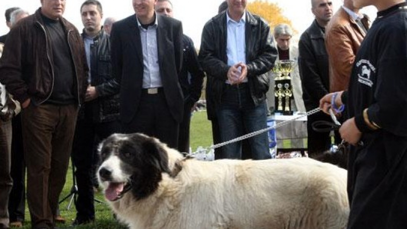 Кучетата на Бойко Борисов на конкурс за красота в Пловдив