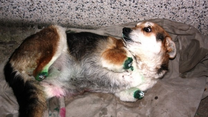Слагат протези на кучето Мима  в Германия