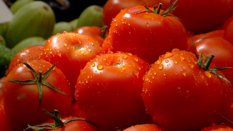 Заливат ни заразени гръцки домати, били с миниращ молец 