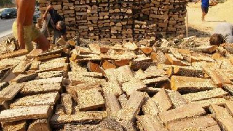 Съдят прокурор, укрил незаконен добив дървесина