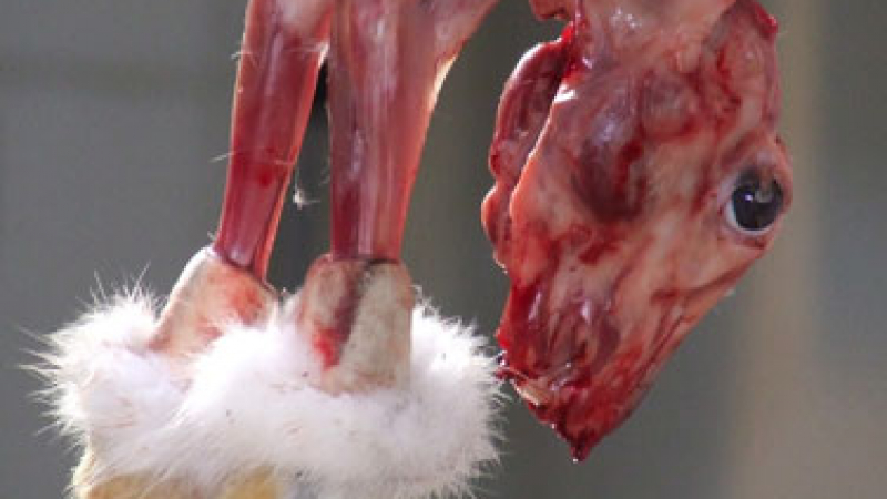 Ветеринари иззеха 286 кг шилешко месо от Женския пазар