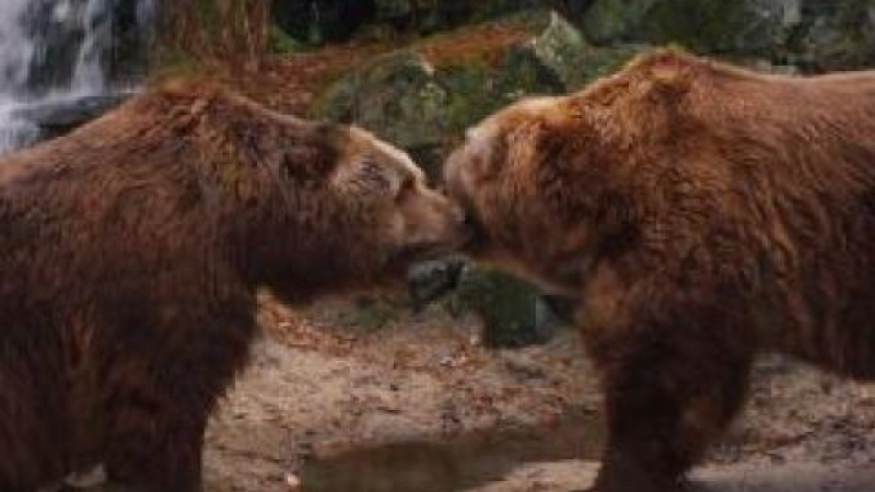 МОСВ готви наръчник как да се предпазим от мечки