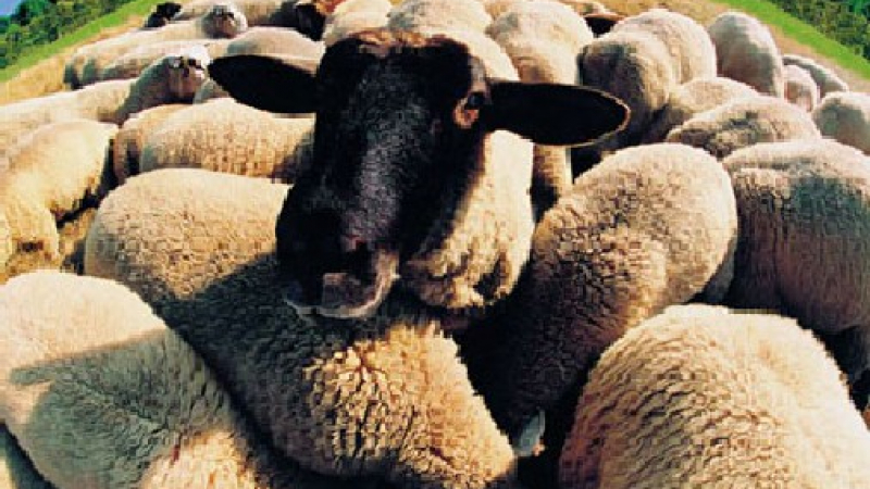 Крадци бягат с 14 овце, натъпкани в кола