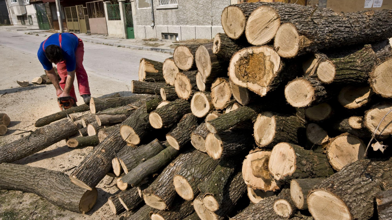 100 дървосекачи блокират Родопите