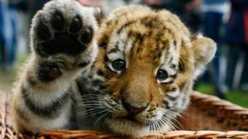 Съдят директор на зоопарк за умишлено умъртвени три тигърчета