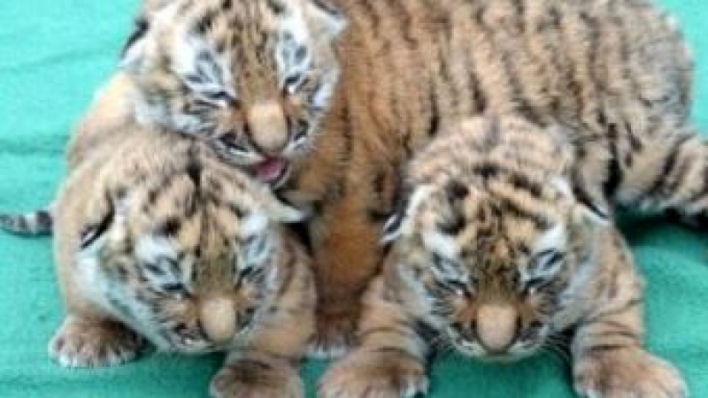 Осъдиха директор на зоопарк заради умъртвяване на три новородени тигърчета