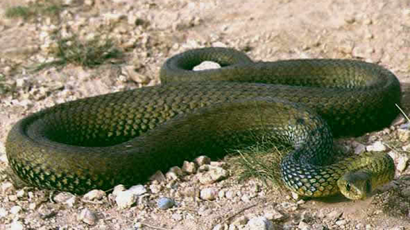 Отровни змии пратиха шестима в спешното за месец