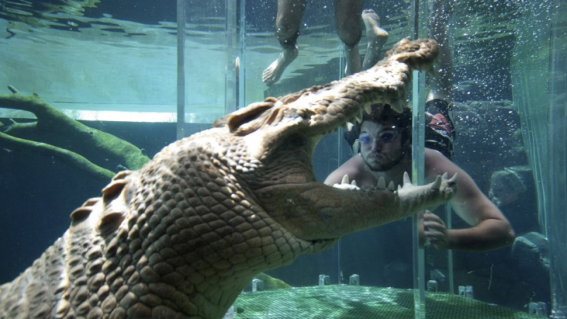 Френска туристка тръгна да си прави селфи с крокодил, но се случи нещо кошмарно 