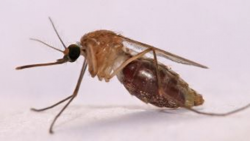 8 неща, заради които комарите ви хапят