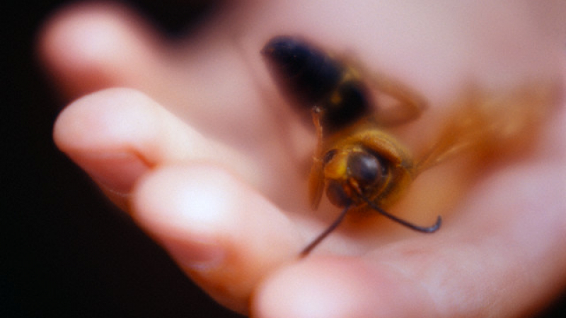 Как да се предпазим от опасните насекоми