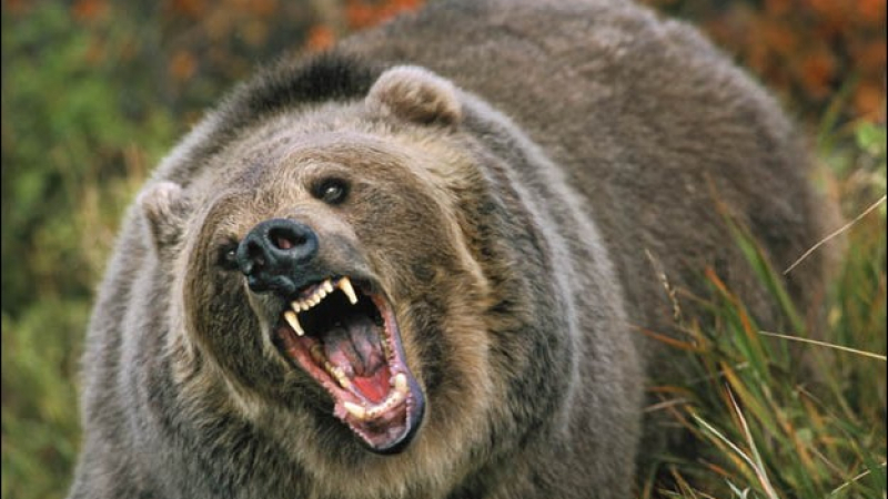 Отстреляха мечката, която изтормози Родопите - тежала 150 кила