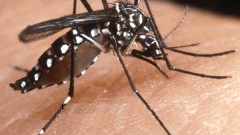 МЗ успокоява: До момента няма тигрови комари-убийци у нас