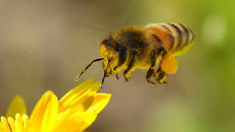 Естонец ще иска в съда да бъде изменен маршрутът на пчели
