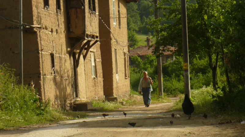 Черна вдовица шета из села край Ивайловград 
