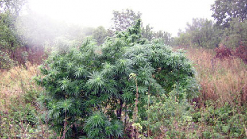 Полицаи иззеха 92 кг марихуана от дворове в петричко село 