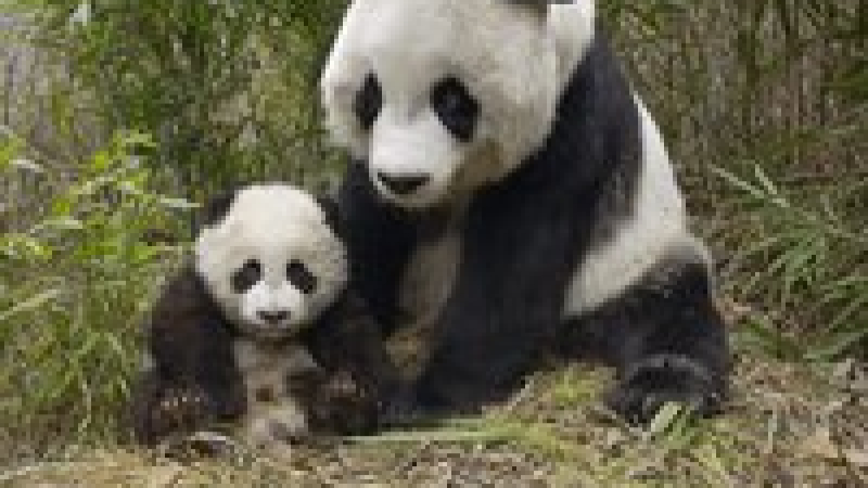 Китайска мама-панда отива към рекорд по раждаемост
